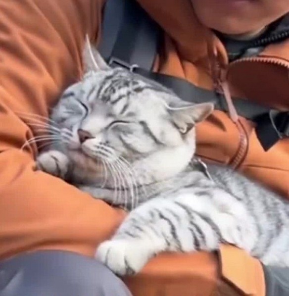 “冤种小猫”火了:被游客反复救下山 被迫爬山回家(图1) 游侠网1